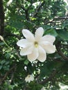 Flower of Gardenia thunbergia