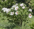 White flower of a tree-like peony Paeonia suffruticosa Royalty Free Stock Photo