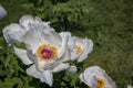 White flower of a tree-like peony Paeonia suffruticosa Royalty Free Stock Photo