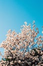 White Flower Tree Under Blue Sky Royalty Free Stock Photo