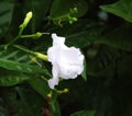 white flower in a tree mogra