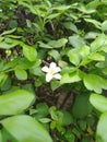 White flower in the tree Royalty Free Stock Photo