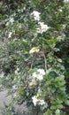 White Flower Tropic Kemuning Tree Green leaves Royalty Free Stock Photo