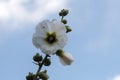 White flower on a twig against a blue sky