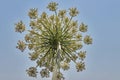 White flower umbrella on background blue sky.