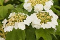 White flower of viburnum - Viburnum opulus close-up.
