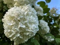 White flower of Viburnum Opulus, common name Guelder Rose Royalty Free Stock Photo