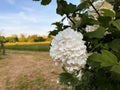 White flower of Viburnum Opulus, common name Guelder Rose Royalty Free Stock Photo