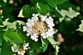 White flower Viburnum opulus Royalty Free Stock Photo