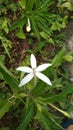 White flower view very nice bunga pancur