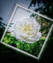 White flower with vingette background Royalty Free Stock Photo