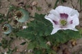 White flower with violet internal petals and green poppy-heads of Opium Poppy plant, latin name Papaver Somniferum Royalty Free Stock Photo