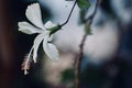 White flower watching to sun Royalty Free Stock Photo