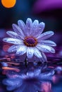 A white flower with water droplets on it sitting in the water Royalty Free Stock Photo