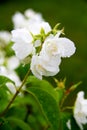 White flower Royalty Free Stock Photo