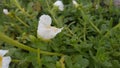White Flower Water Drops Royalty Free Stock Photo