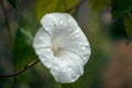 White flower with water drops. Rainy season Royalty Free Stock Photo