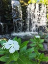 White flower and a water fall Royalty Free Stock Photo