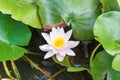 White flower- water lilly Royalty Free Stock Photo