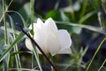 White Flower of Water lily