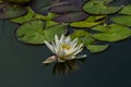White flower of water lily with green leaves on lake Royalty Free Stock Photo