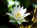white flower water lily Nymphaea nouchali var. caerulea ,Egyptian lotus plants ,Nymphaeaceae Royalty Free Stock Photo