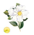 White flower. Watercolor botanical illustration Royalty Free Stock Photo