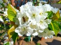 The white flower on which the bee sits. Green leaves of a tree around flowers. Stamens and pistils of flowers are clearly marked.