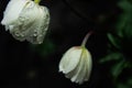 White Flower. white flowers in drops after the rain. Side view Royalty Free Stock Photo