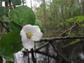 White flower on wild apple tree