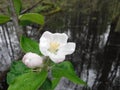 White flower on wild apple tree