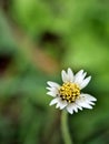 White Flower of Wild Daisy, Tridax procumbens Royalty Free Stock Photo