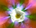 White flower of wild rose on fractal background Royalty Free Stock Photo