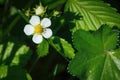 White flower of wild strawberries on a background of green foliage close-up Royalty Free Stock Photo