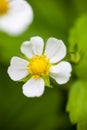 White flower of the wild strawberry Royalty Free Stock Photo