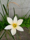 White flower, wildtree