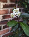 White flower