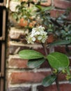 White flower