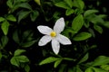 white flower with yelllow stamen isolated