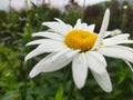 White flower yellow beauty blur daisy Royalty Free Stock Photo