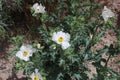 White flower yellow button pointy leaf a