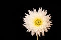 a white flower with a yellow center on a black background with a black background behind it and a yellow center