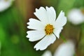 White flower with yellow center in the garden with blurred background Royalty Free Stock Photo