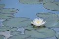 White flower with yellow center on the pond. Flowering water lilies on the lake. Beautiful white water Lily Royalty Free Stock Photo