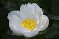 White flower with yellow centre Royalty Free Stock Photo