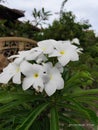 White flower yellow centre Plumeria pudica Royalty Free Stock Photo