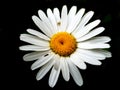 White flower with yellow centre Royalty Free Stock Photo