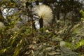 A white flower and yellow flower at garden,lawn sun rays create back light light at winter foggy morning