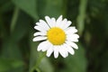 White Flower with Yellow middle with Green Background