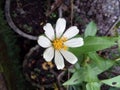 White flower with yellow polen